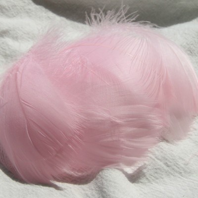 가벼운 분말 (100 뿌리 배치)