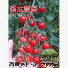 ǧ}ŮٲСt簫Sɫļ߲