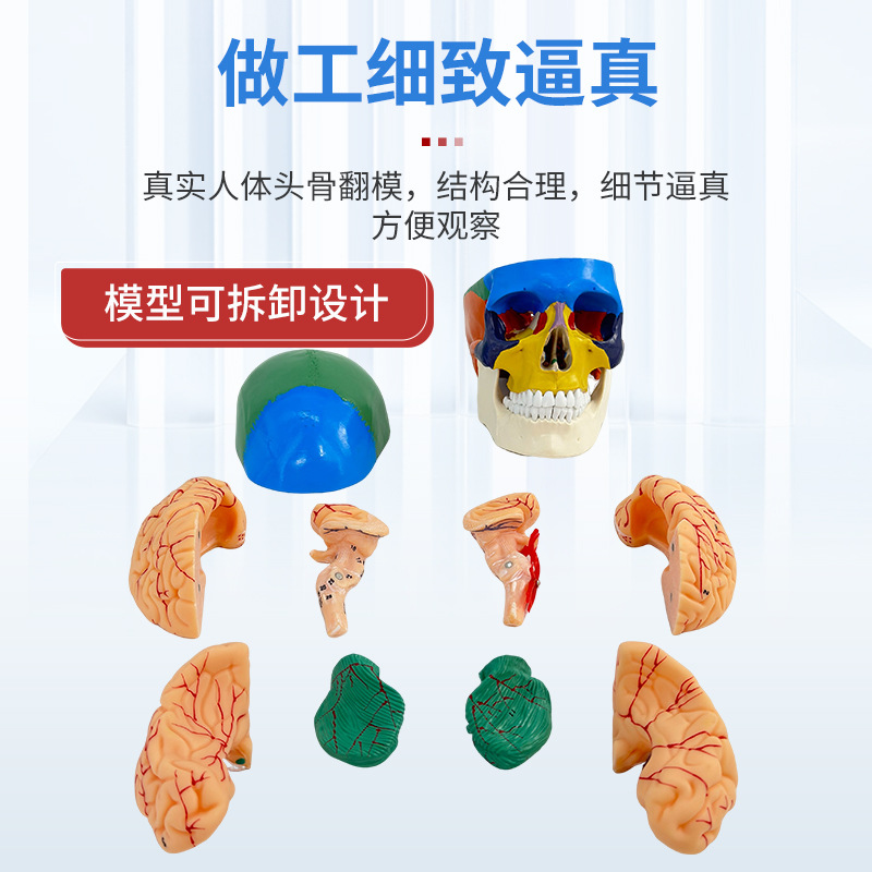 ��ɫͷ��ɫ�Է��� ��ѧ����1:1����­�Խ���ģ�͸���׵���Զ���