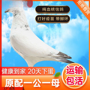 ���l���ӻ�һ���^�p������ِ������С�������������wԭ��N��Ѫ�y