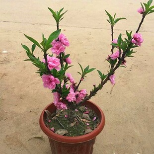 ���������ذ��һ������������Ҙ����辰�������ͺ�ֲ������һ���