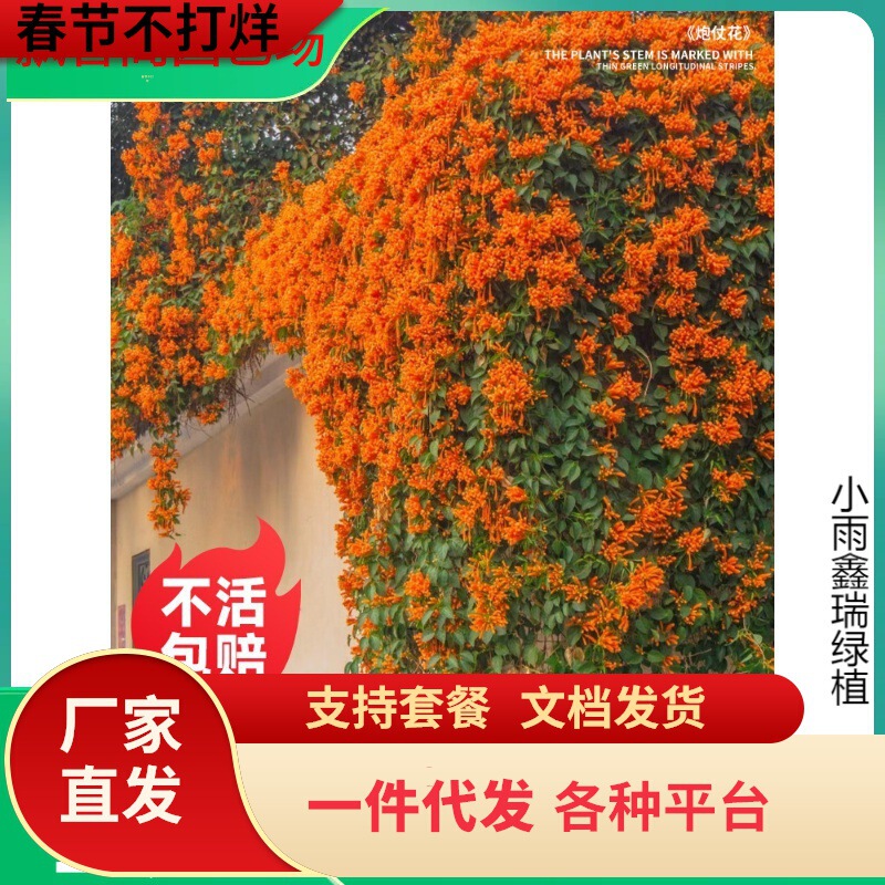 Dropshipping of Clematis Climbing Plants, Large Seedlings, Old Stump Flower Seedlings, Bignonia Balcony Courtyard Flower Potted Plants for Hanging