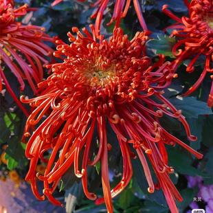 [Rare Variety Chrysanthemum Seedlings] Goldenrod, Peony and Chrysanthemum Potted Plants Are Planted in the Ground and Planted in All Seasons to Repel Mosquitoes and Are Cold and Heat Resistant