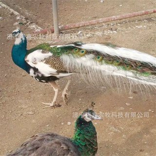 孔雀养殖场 供应景区观赏成年开屏蓝白孔雀活体 孔雀苗饲养吃什么