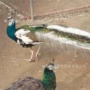 观赏活体景区开屏孔雀苗