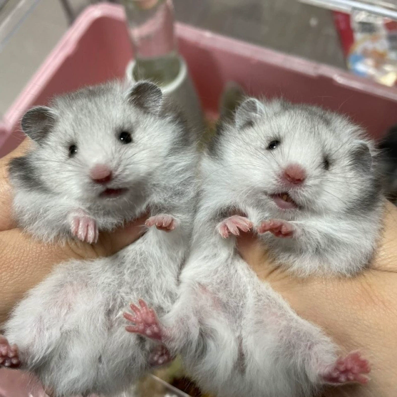 Длинношерстный чистый серебряный золотой медведь медового цвета, смешанный серебряный рисовый медведь голубь серый длинношерстный мышь Ши-тцу медведь жемчужный медведь золотой шелк напрямую от производителя.