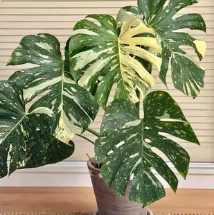 ������������\���������������޶���������i�S�\���lһ�����l