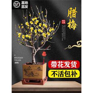 �D÷����������÷���辰�D÷�ͺ��Ϙ������ͻ���ֲ���҃��̨����