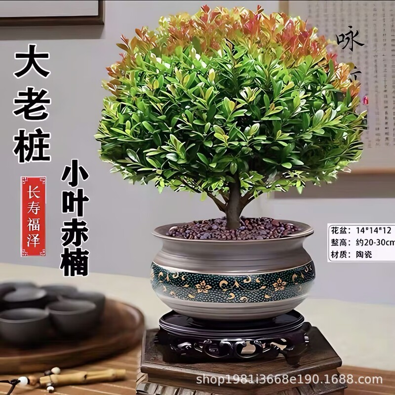 Old Pile Small-Leaf Red Nan Bonsai Saplings Office Living Room Desktop Green Plants Absorb Formaldehyde and Are Easy to Grow Balcony Potted Plants in All Seasons