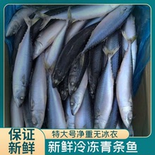青魚鮮活新鮮青條魚鮁魚青占魚一箱5斤一條5兩左右快餐自家吃食材