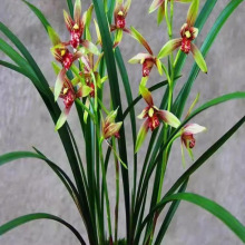 8苗名贵兰花苗逸虹双骄建兰浓香好养桌面花卉兰草逸红双娇