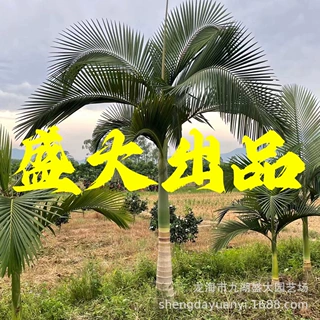 福建假槟榔树 四川假槟榔价格 厦门假槟榔批发 江西假槟榔绿化