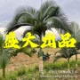 四川厦门绿化假槟榔假槟榔