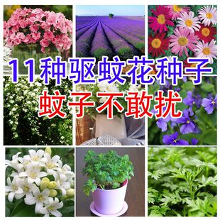 【2026夏季】阳台工具包花卉草种子｜耐热速生含盆土新手种植套装