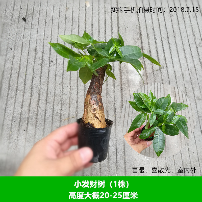 작은 복 나무 (1 식물)