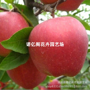 ��Ʒ�N����8̖�O���箔��Y������ʮ̖�O���������쟟���O������