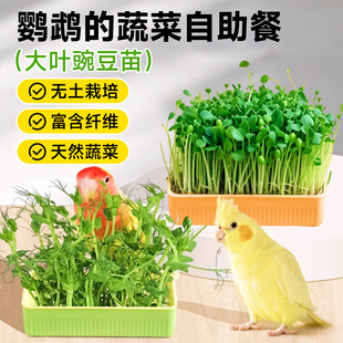 �W�^�㶹��С̫�ĵ���Bʳ�ò����P��Ƥ��Ȼ��ҧ��߽␞�����߲�