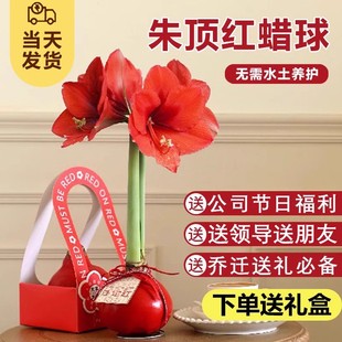 Imported Wax-Sealed Amaryllis Bulbs, Double-Petaled Wax Balls, Soilless Cultivation Sealing Wax, Lazy Plants, New Year's Gifts, New Year's Eve Flowers
