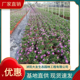 姬小菊基地批发 自产自销姬小菊苗  品种齐全景区造景工程绿化苗