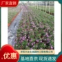 工程基地品种齐全小菊