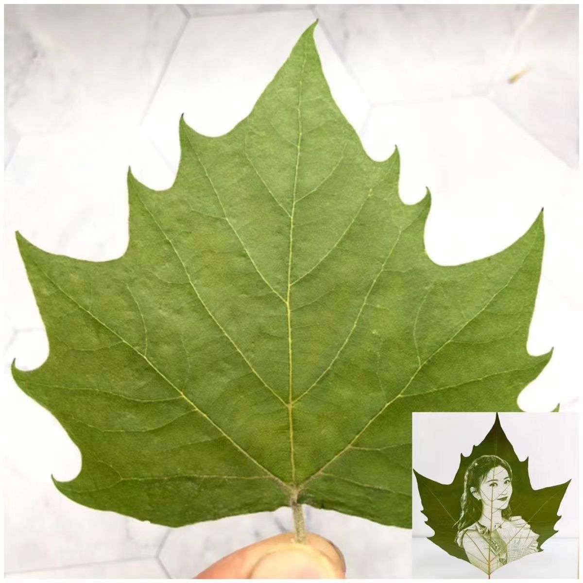 두 개의 절묘한 플라타너스 잎(특수 처리됨)