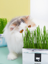 未卡网红猫草种籽盆栽化毛已种好水培种植猫咪用品猫薄荷草猫零食