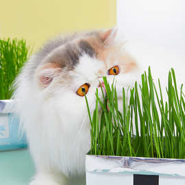 未卡网红猫草种籽盆栽化毛已种好水培种植猫咪用品猫薄荷草猫零食