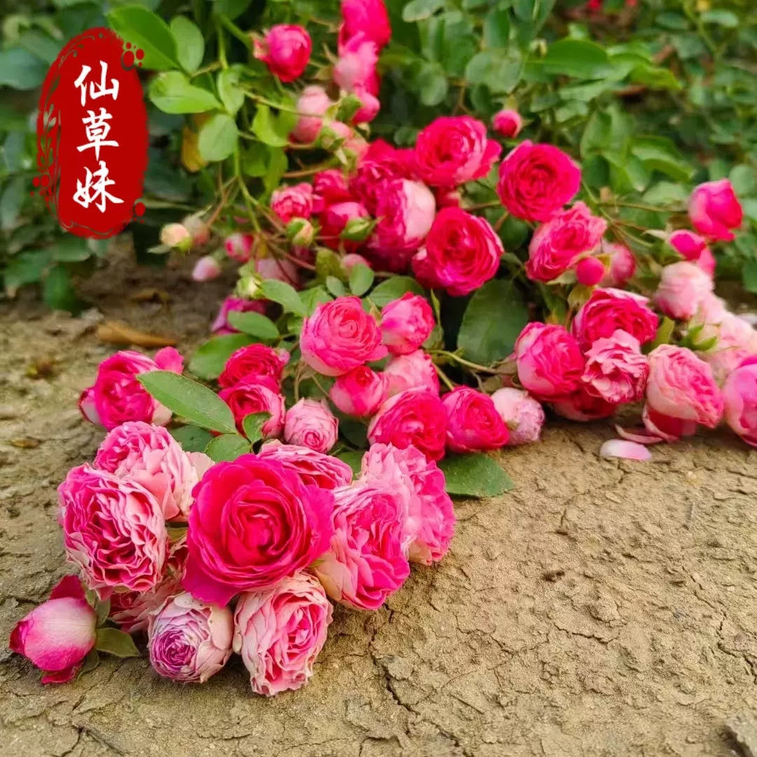 藤本月季蔷薇花苗大花浓香庭院爬藤植物花卉盆栽阳台欧月玫瑰