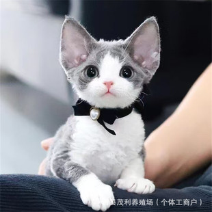����؈��؈���w�_Ę��ż؈���̮�ͫ����С؈��؈�������Ɓ�؈����