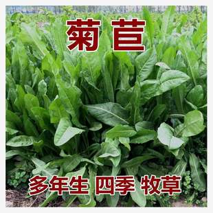 European Chicory Seeds, Authentic Imported Perennial Cold-Resistant High-Yield Forage for Southern Sheep, Cattle, Rabbits, Chickens and Ducks