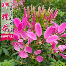 醉蝶花种子四季易种活阳台绿植庭院花卉种子景观花海花籽批发