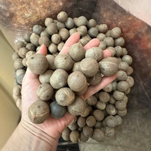 小海椰皇小椰子 去壳小椰皇迷你小海底椰椰奶甜品500克煲汤料批发