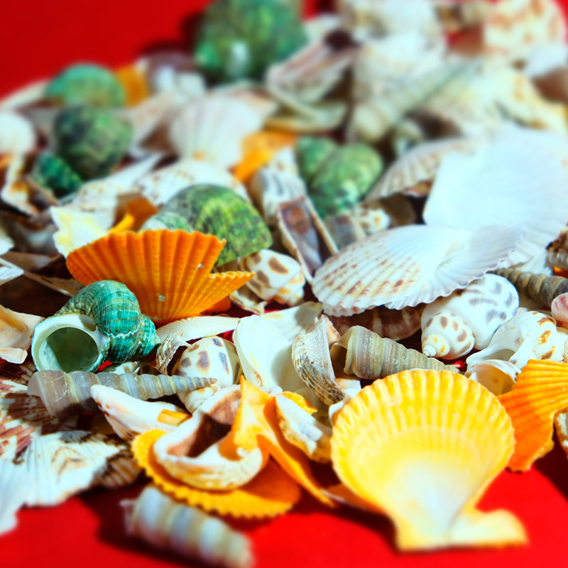 DIY accesorios del tanque de peces conjunto de joyas antiguas paisaje mixto Concha natural Concha tridimensional flor pieza Accesorios