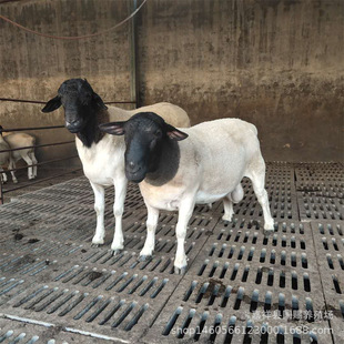 3���¼��N�Ų��d��������l ������w��С���N����������N��