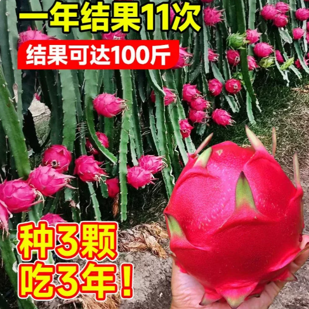 正宗红心火龙果树苗高产大果四季可种阳台庭院栽种当年结果树苗