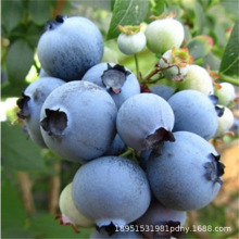 {ݮԵԊW᠖ϷͥԺ̨NֲY