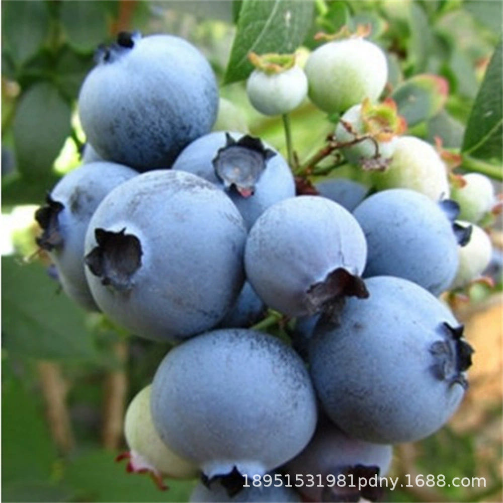 Кроличий глаз Рассада черники Посадка в горшке O'Neill Север-Юг Двор Балкон Посадка фруктовых деревьев Фруктовые саженцы года