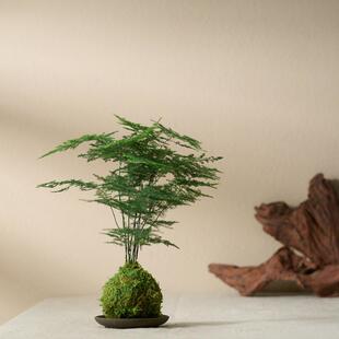 Asparagus Moss Ball Purifies the Air, Hydroponics Is Easy to Live and Maintain, Chinese-Style Desk Bonsai Micro-Landscape Green Plant Indoor