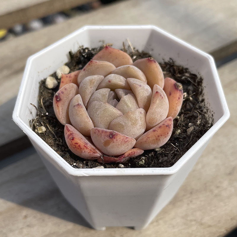 [절묘함] 팔각형 냄비 관리 순수한 사랑 3-4cm (좋은 플라스틱 냄비에 배송)