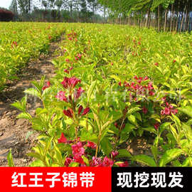 红王子锦带苗基地批发园林观赏绿蓠植物耐寒锦带花卉庭院工程用苗