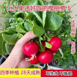 �������·N���ļ��������С�}���N���̨���������׷N�߲�ˮ���N