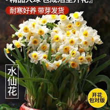 漳州水仙花种球种子水养花卉球根大球室内外冬季水培植物盆栽