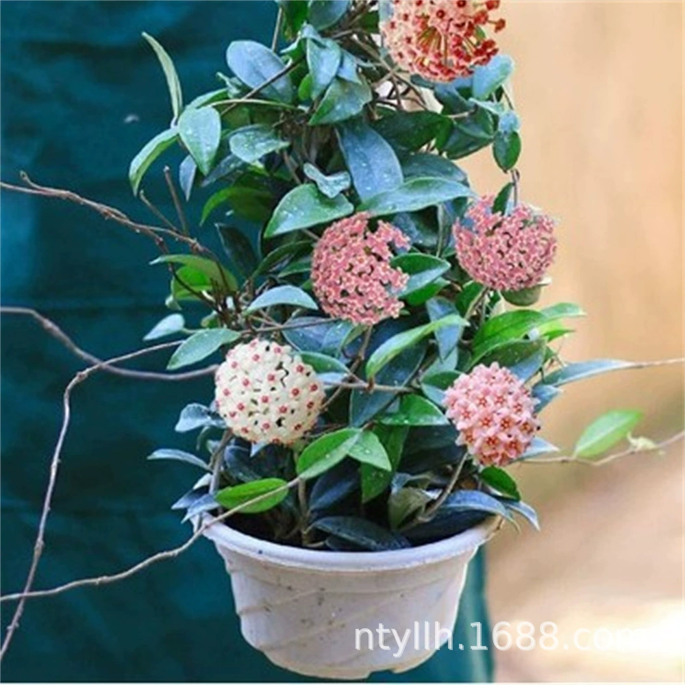 Горшечное растение шаровой орхидеи цветет и цветет в текущем году, большие саженцы с цветами в Four Seasons, хорошее выращивание зеленых растений, Висячие Орхидеи, вьющиеся и вьющиеся растения, сердце лист Цветы