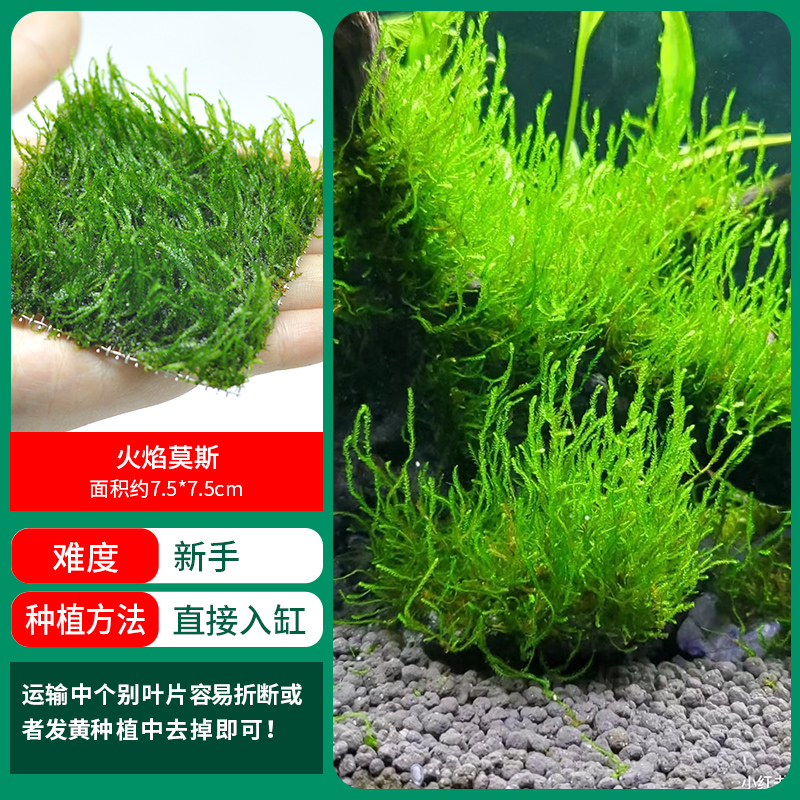 플레임모스【얼리 어답터 가격❤특별한 제안]