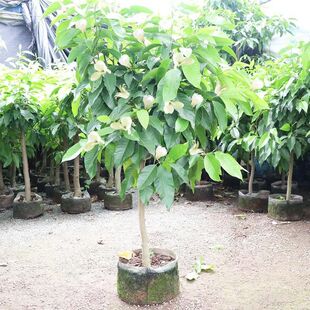 ���m�����Ի����҃����m���玧�����S�ǝ����m������ļ��_��ֲ��