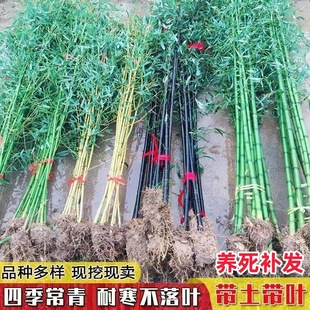 �����������_�h���S�����������ļ�������ͥԺ�����ͺ���������