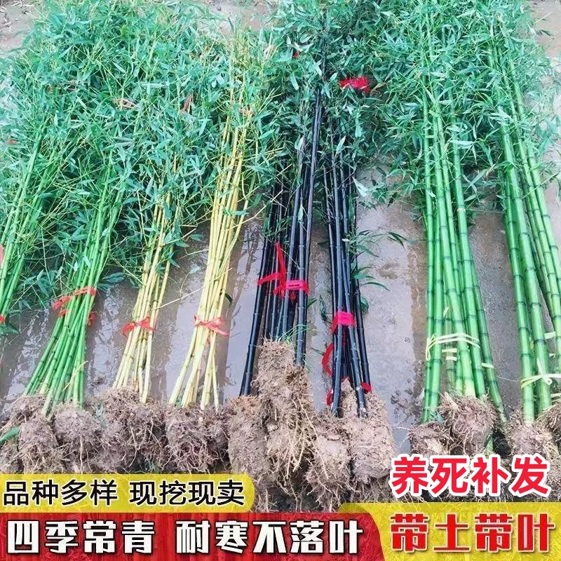 Бамбуковые саженцы, фиолетовый бамбук, бамбук, бамбук, золотой бамбук, инкрустированный нефритовым бамбуком, четыре сезона, вечнозеленый бамбуковый двор