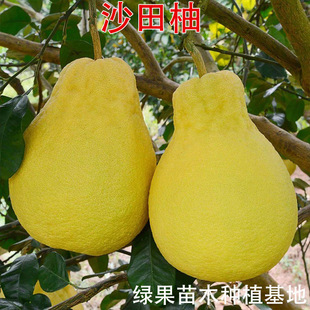 ɳ���֘���޽�������ɳ�����������Ә��箔��Y�����ּt���ֹ���