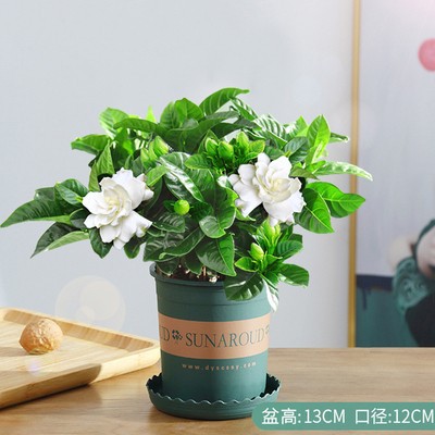 100#싹이 있는 치자나무(메인사진 갤런화분) + 영양액