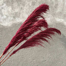 永生铁杆芦苇吸色大芦苇婚庆婚礼布置软装花艺干花束云南厂家批发